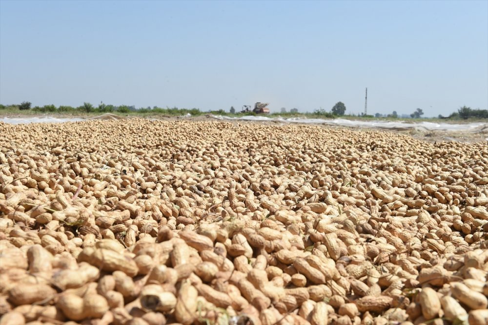 Mersin'de "Ayşehanım" Yer Fıstığı Çeşidinde Hasat Başladı