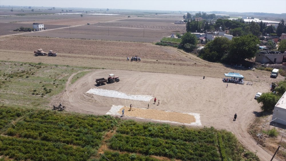 Mersin'de "Ayşehanım" Yer Fıstığı Çeşidinde Hasat Başladı