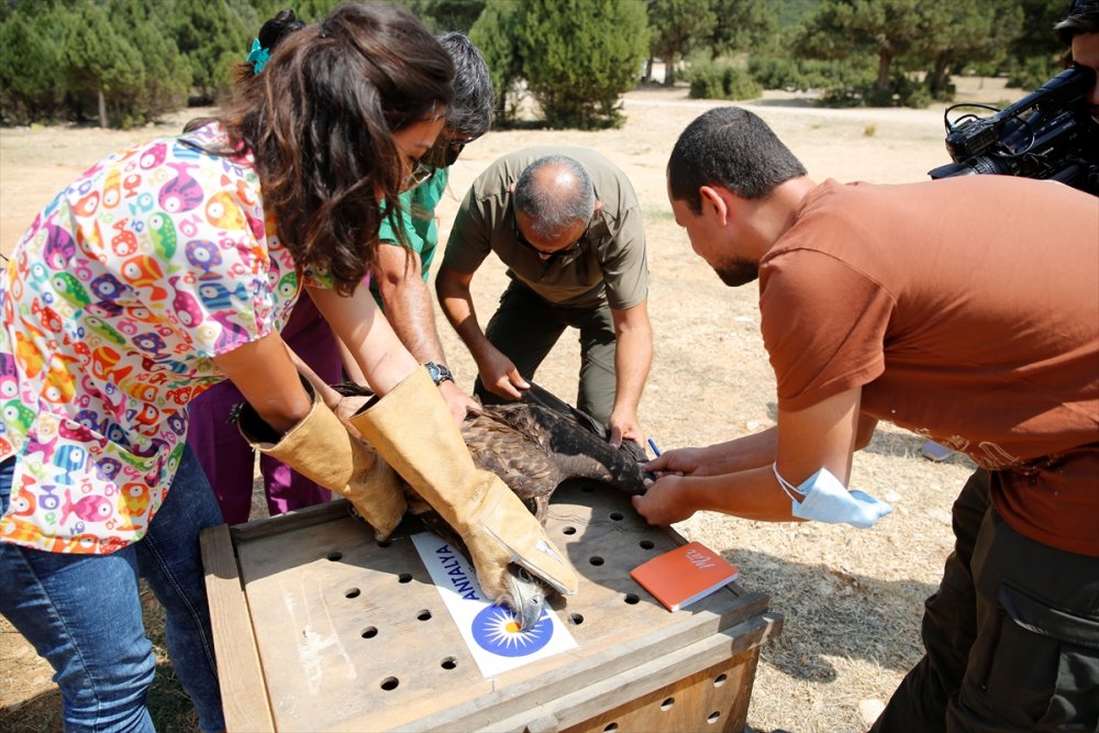Antalya'da Bitkin Bulunup Rehabilite Edilen Ak Kuyruklu Kartal Doğaya Salındı