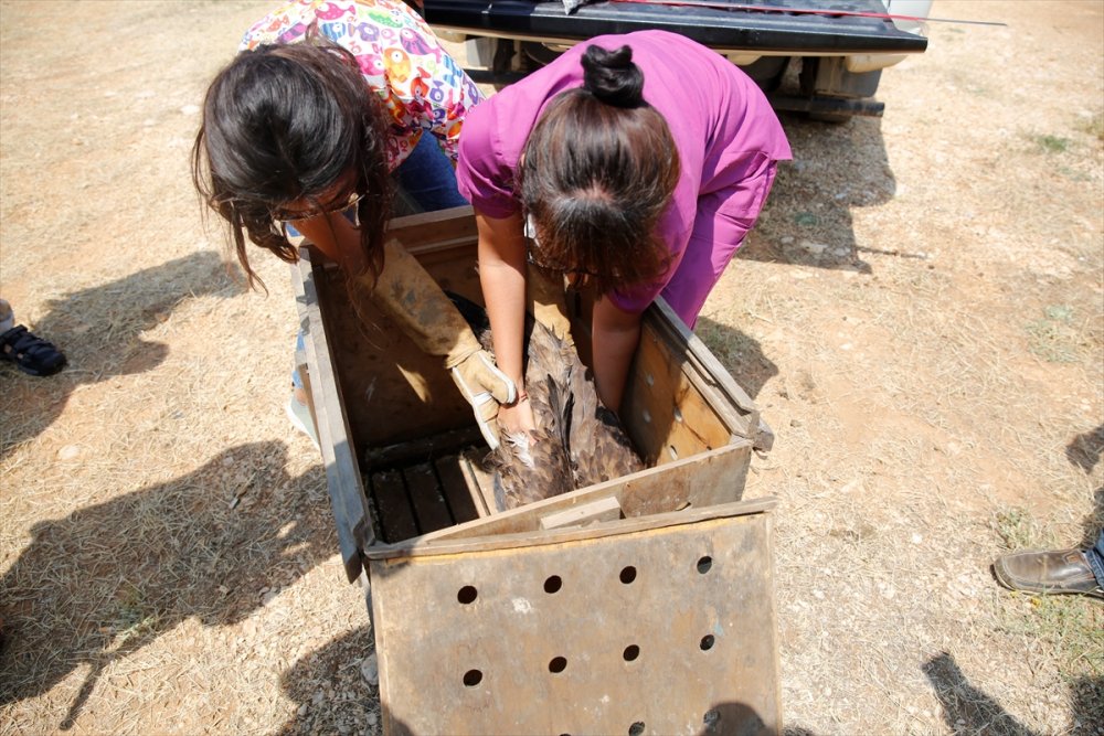 Antalya'da Bitkin Bulunup Rehabilite Edilen Ak Kuyruklu Kartal Doğaya Salındı