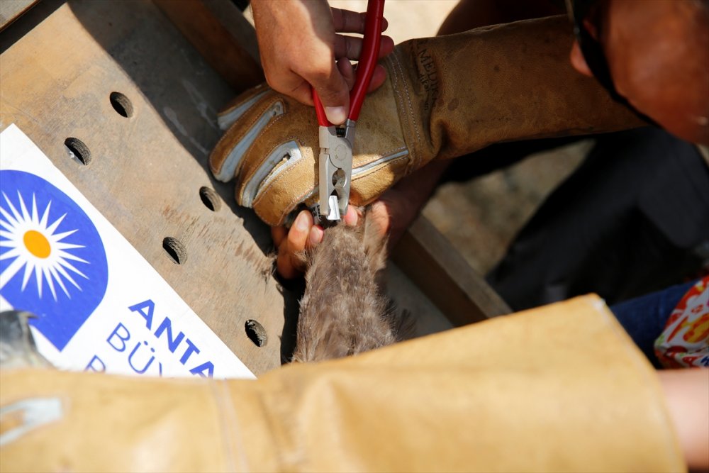 Antalya'da Bitkin Bulunup Rehabilite Edilen Ak Kuyruklu Kartal Doğaya Salındı