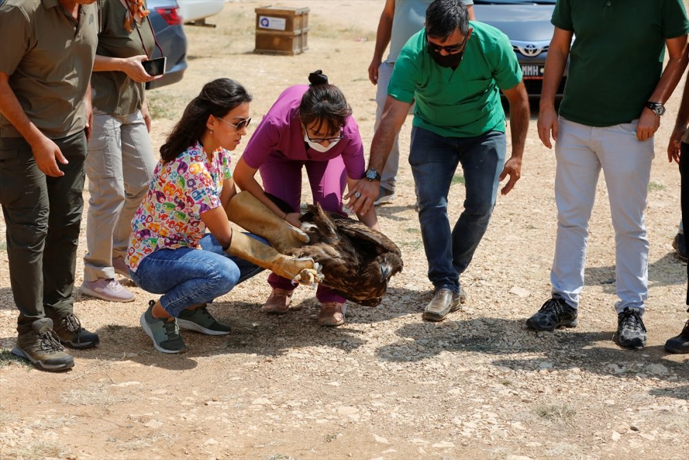 Antalya'da Bitkin Bulunup Rehabilite Edilen Ak Kuyruklu Kartal Doğaya Salındı