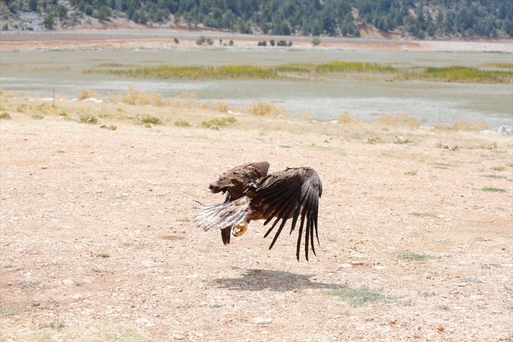 Antalya'da Bitkin Bulunup Rehabilite Edilen Ak Kuyruklu Kartal Doğaya Salındı