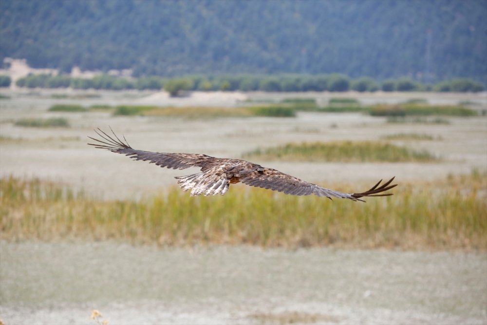 Antalya'da Bitkin Bulunup Rehabilite Edilen Ak Kuyruklu Kartal Doğaya Salındı