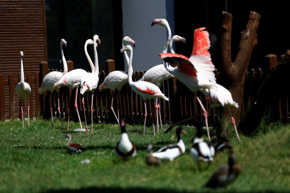 Kayseri Hayvanat Bahçesi'ndeki Flamingolar Özel İlgiyle Ağırlanıyor