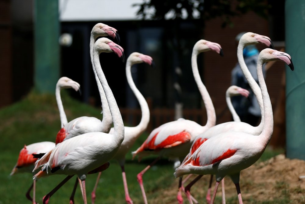 Kayseri Hayvanat Bahçesi'ndeki Flamingolar Özel İlgiyle Ağırlanıyor