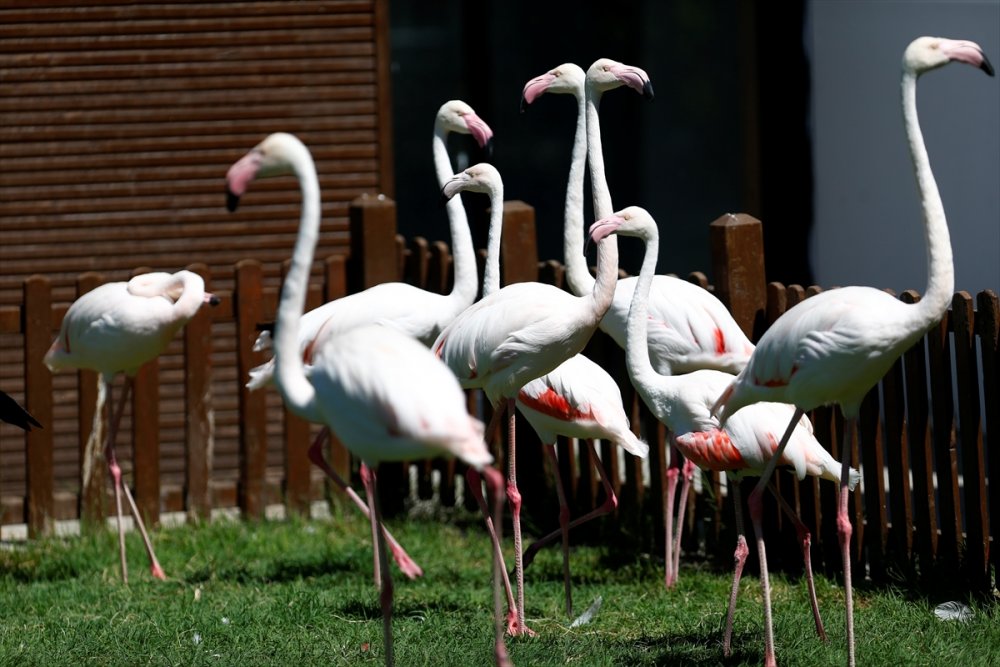 Kayseri Hayvanat Bahçesi'ndeki Flamingolar Özel İlgiyle Ağırlanıyor