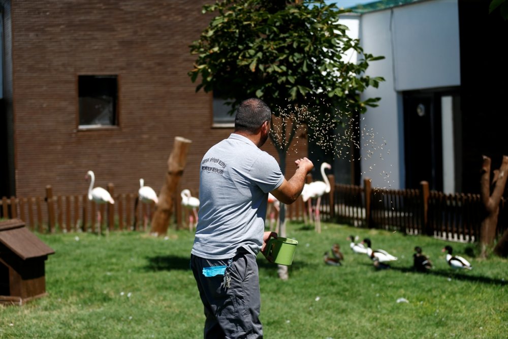 Kayseri Hayvanat Bahçesi'ndeki Flamingolar Özel İlgiyle Ağırlanıyor