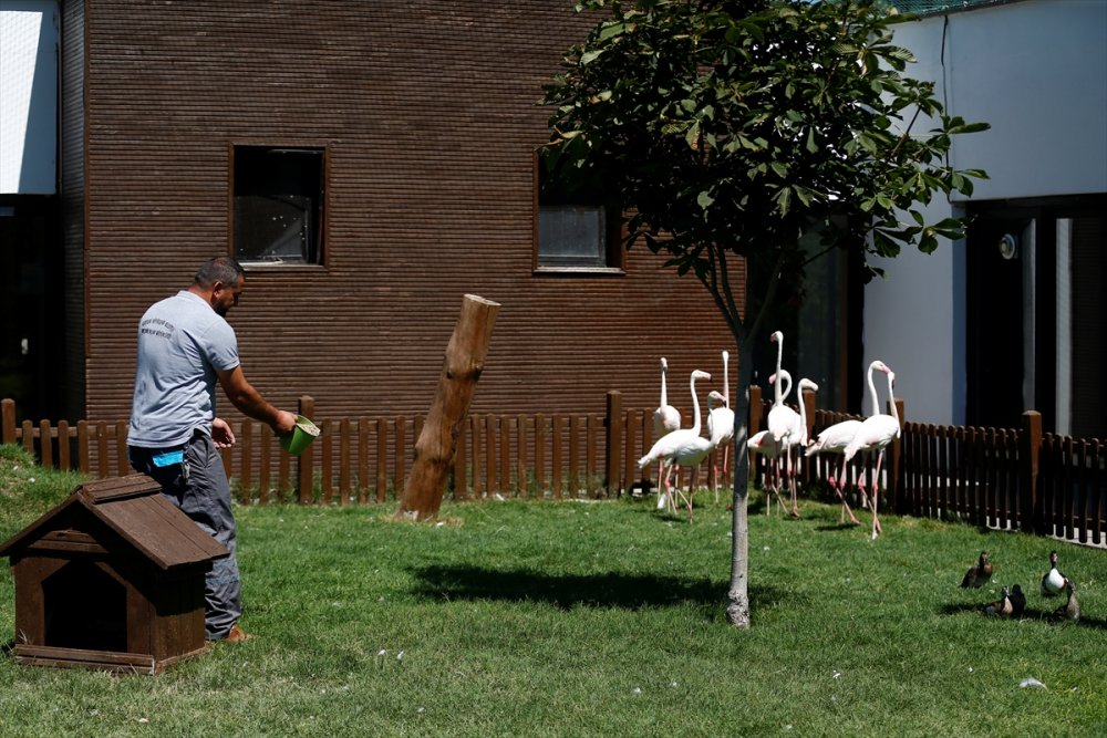 Kayseri Hayvanat Bahçesi'ndeki Flamingolar Özel İlgiyle Ağırlanıyor