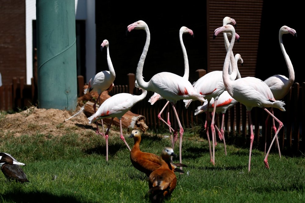 Kayseri Hayvanat Bahçesi'ndeki Flamingolar Özel İlgiyle Ağırlanıyor