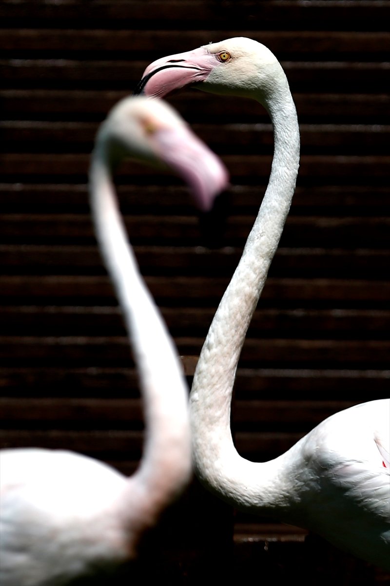 Kayseri Hayvanat Bahçesi'ndeki Flamingolar Özel İlgiyle Ağırlanıyor