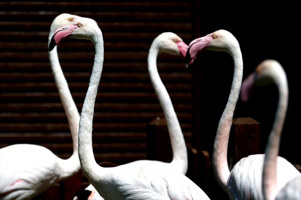 Kayseri Hayvanat Bahçesi'ndeki Flamingolar Özel İlgiyle Ağırlanıyor