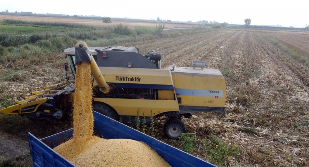 Tarsus'ta "Kale Mısırı" Hasadı Yapıldı