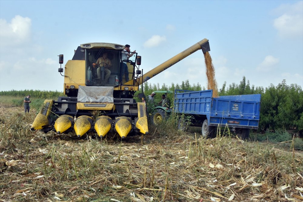 Tarsus'ta "Kale Mısırı" Hasadı Yapıldı