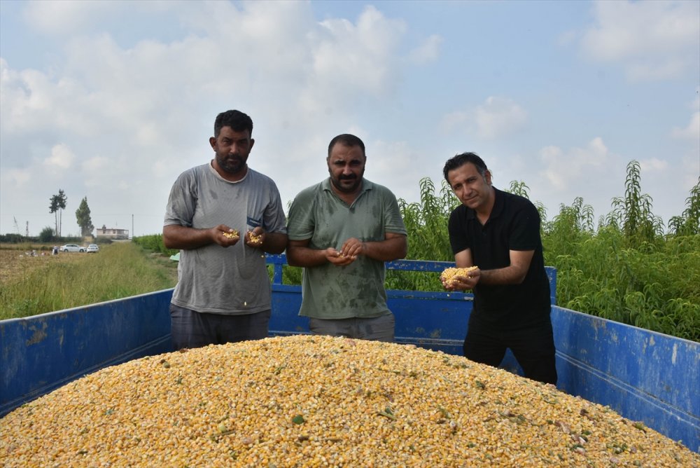 Tarsus'ta "Kale Mısırı" Hasadı Yapıldı