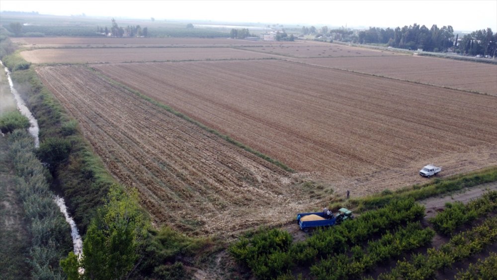Tarsus'ta "Kale Mısırı" Hasadı Yapıldı