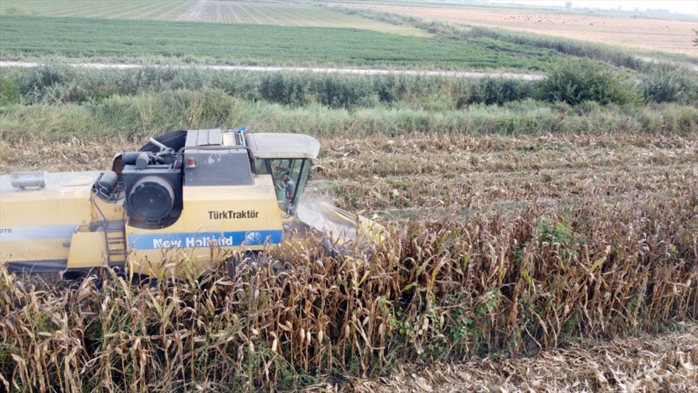 Tarsus'ta "Kale Mısırı" Hasadı Yapıldı