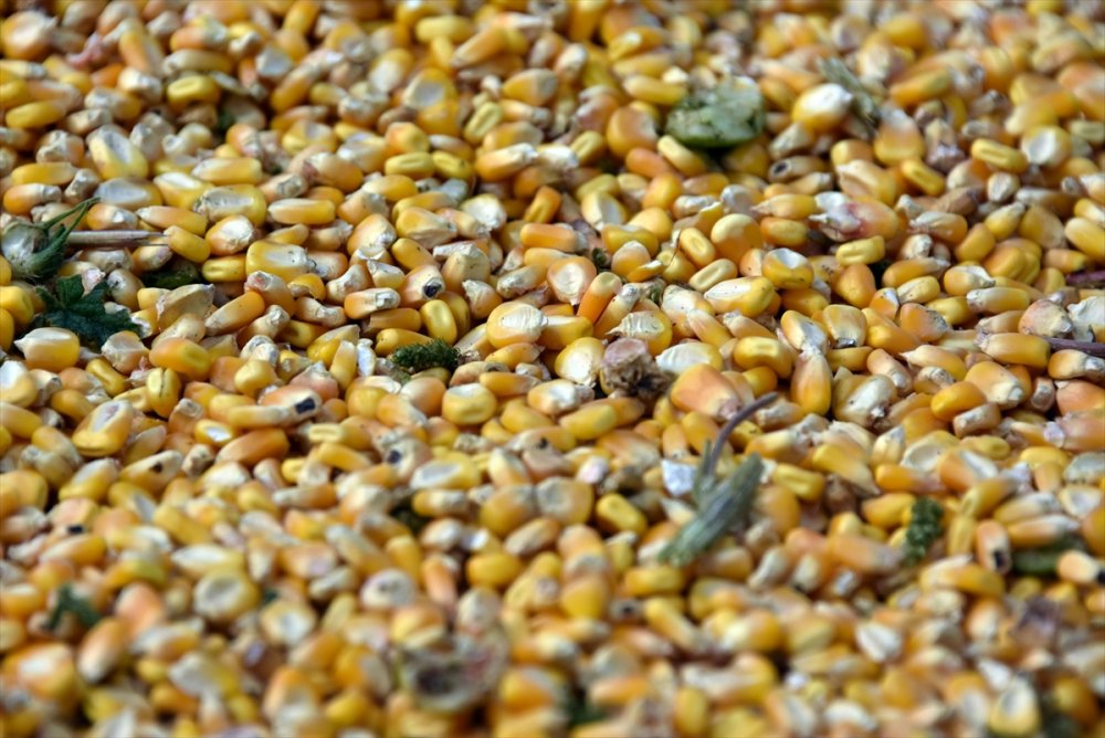 Tarsus'ta "Kale Mısırı" Hasadı Yapıldı