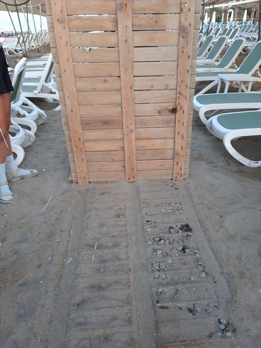 Antalya'da Bir Otelin Ahşap Yürüme Yoluna Sıkışan 60 Caretta Caretta Yavrusu Ölü Bulundu