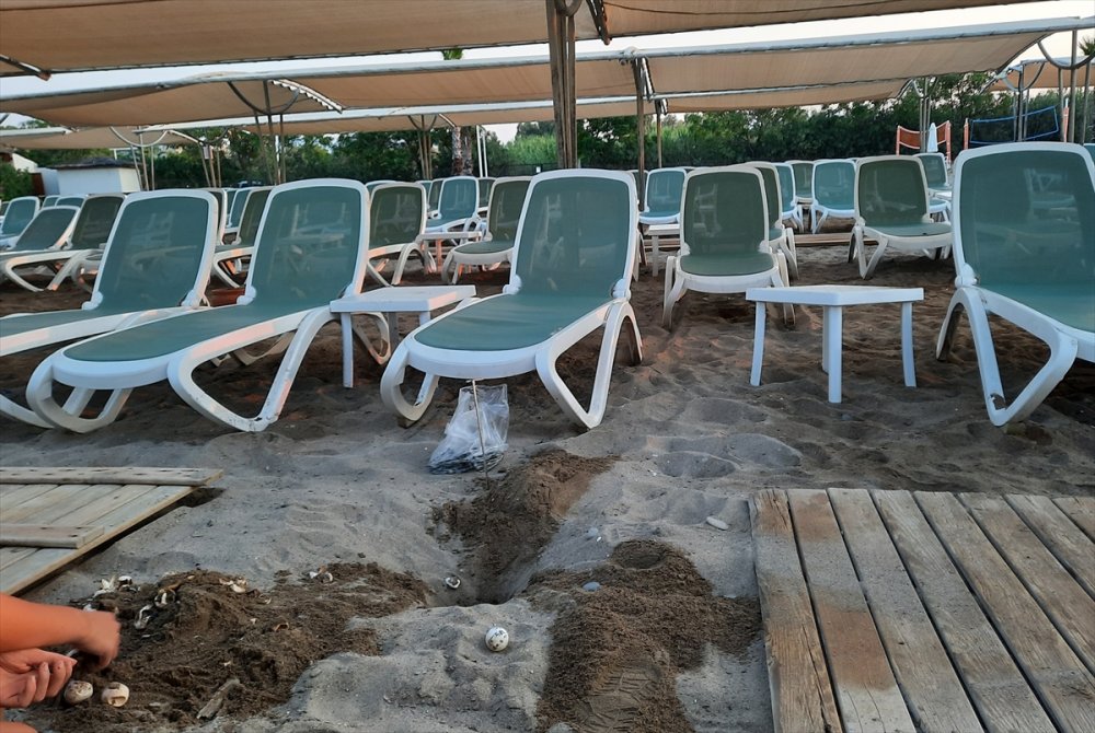 Antalya'da Bir Otelin Ahşap Yürüme Yoluna Sıkışan 60 Caretta Caretta Yavrusu Ölü Bulundu