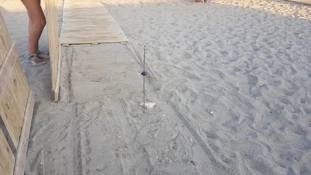 Antalya'da Bir Otelin Ahşap Yürüme Yoluna Sıkışan 60 Caretta Caretta Yavrusu Ölü Bulundu