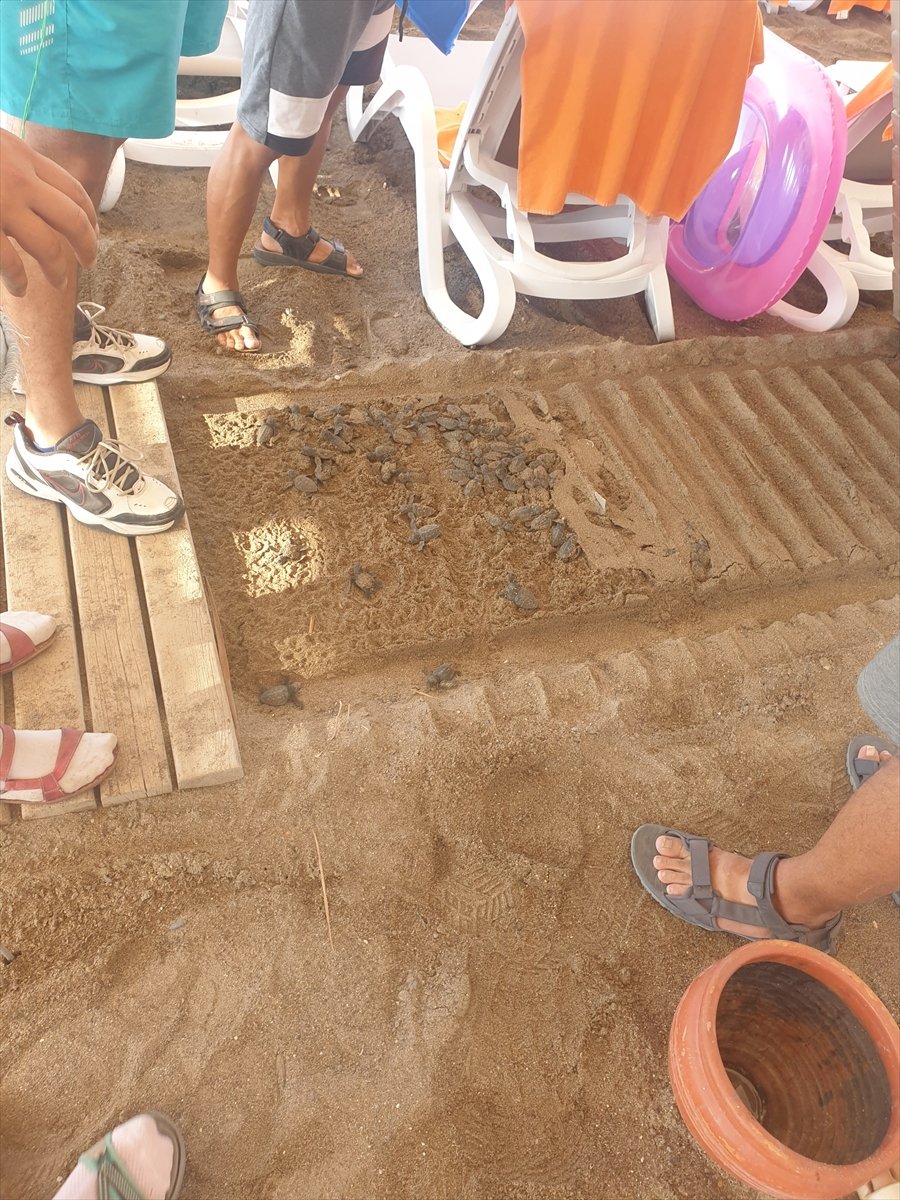 Antalya'da Bir Otelin Ahşap Yürüme Yoluna Sıkışan 60 Caretta Caretta Yavrusu Ölü Bulundu