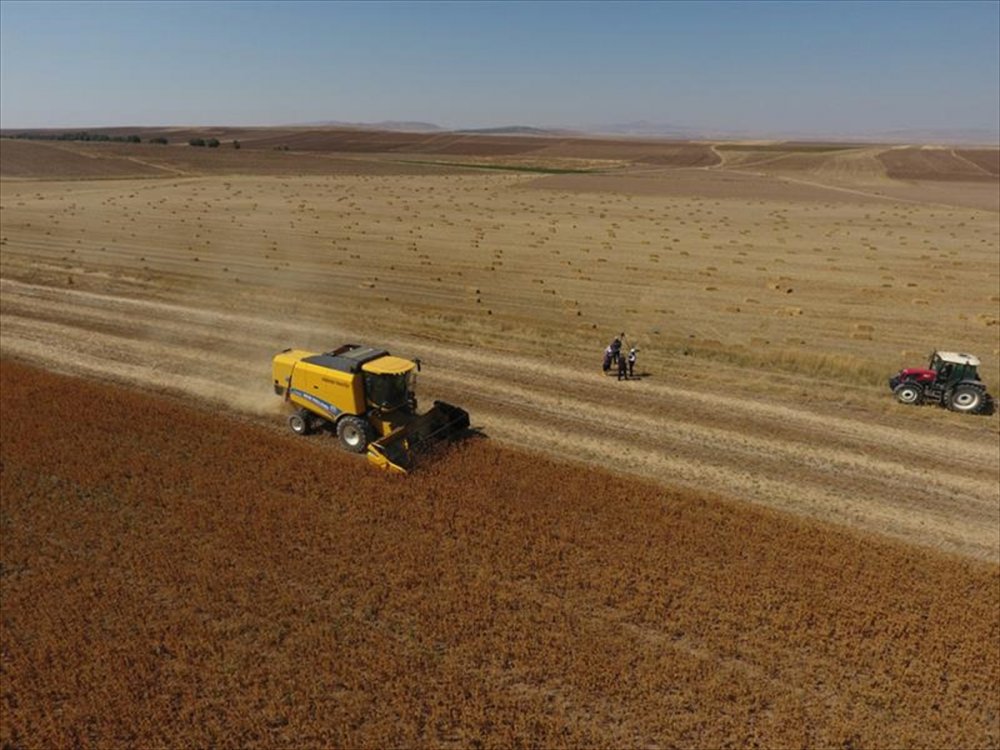 Kayseri'de Aspir Ekimi Sevindirdi