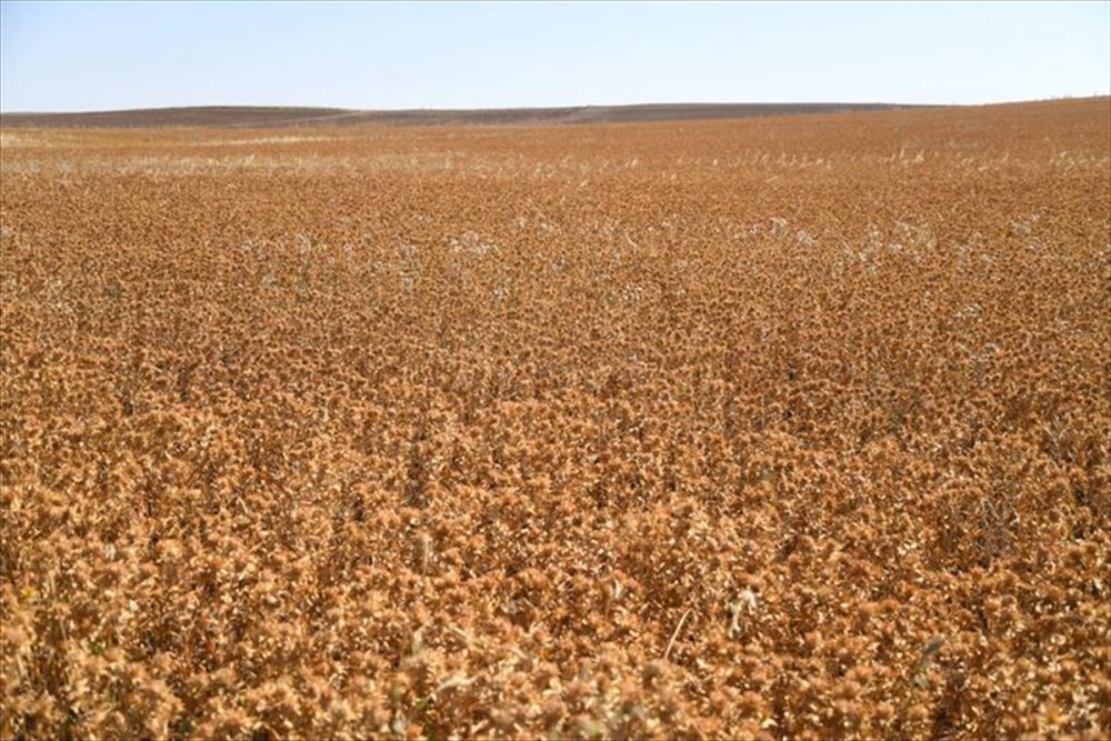 Kayseri'de Aspir Ekimi Sevindirdi