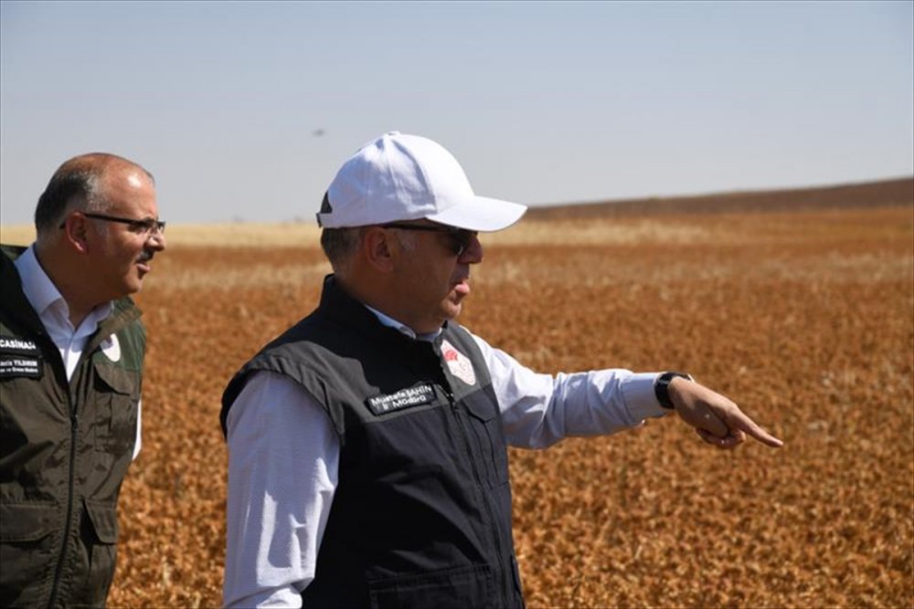 Kayseri'de Aspir Ekimi Sevindirdi