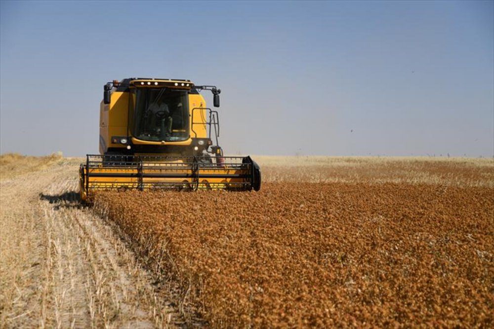 Kayseri'de Aspir Ekimi Sevindirdi