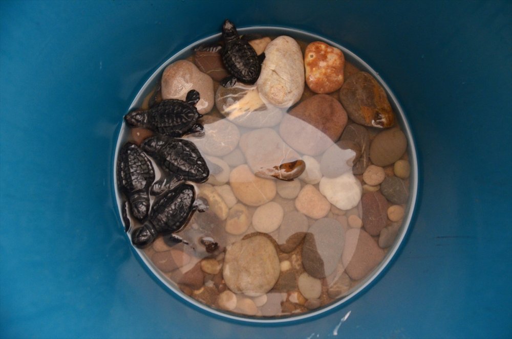 Antalya'da Magandalar Sahilde Canlılara Zarar  Verdiler