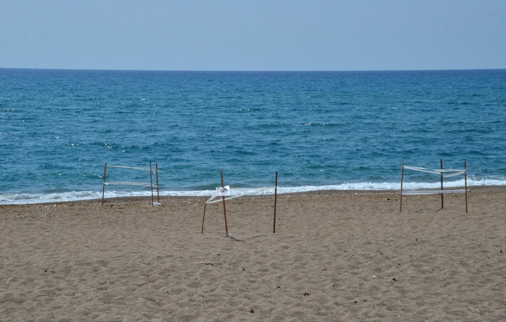 Antalya'da Magandalar Sahilde Canlılara Zarar  Verdiler