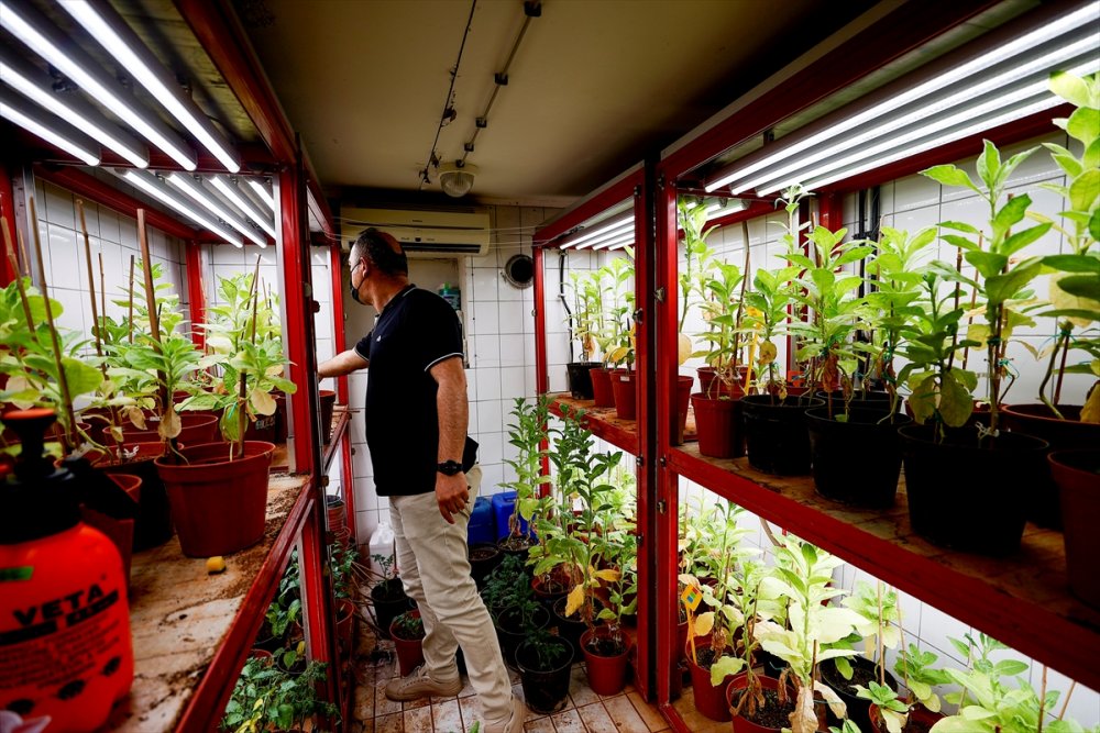 Domates Üretimini Olumsuz Etkileyen Virüse Karşı Dayanıklı Yerli Tohum Geliştirildi