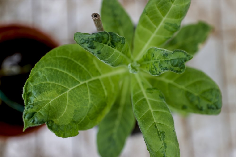 Domates Üretimini Olumsuz Etkileyen Virüse Karşı Dayanıklı Yerli Tohum Geliştirildi