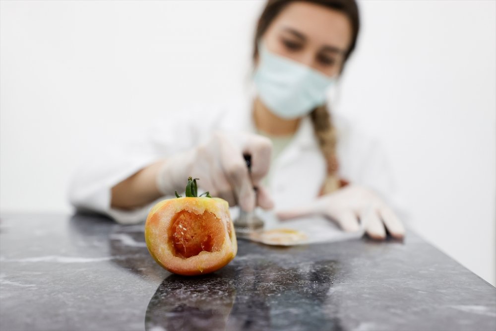 Domates Üretimini Olumsuz Etkileyen Virüse Karşı Dayanıklı Yerli Tohum Geliştirildi