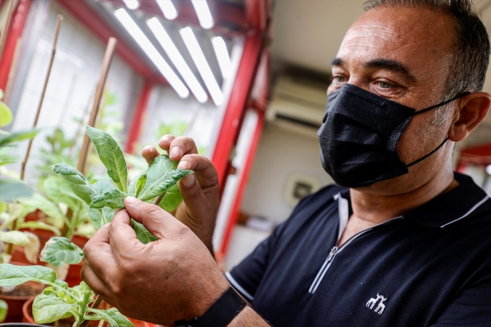 Domates Üretimini Olumsuz Etkileyen Virüse Karşı Dayanıklı Yerli Tohum Geliştirildi