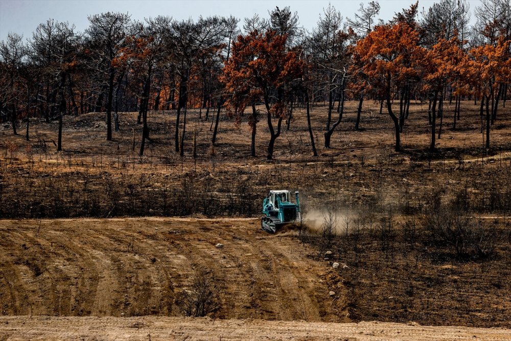 Antalya'da Yanan Ormanlar 100 Milyon Fidanla Yeniden Yeşerecek