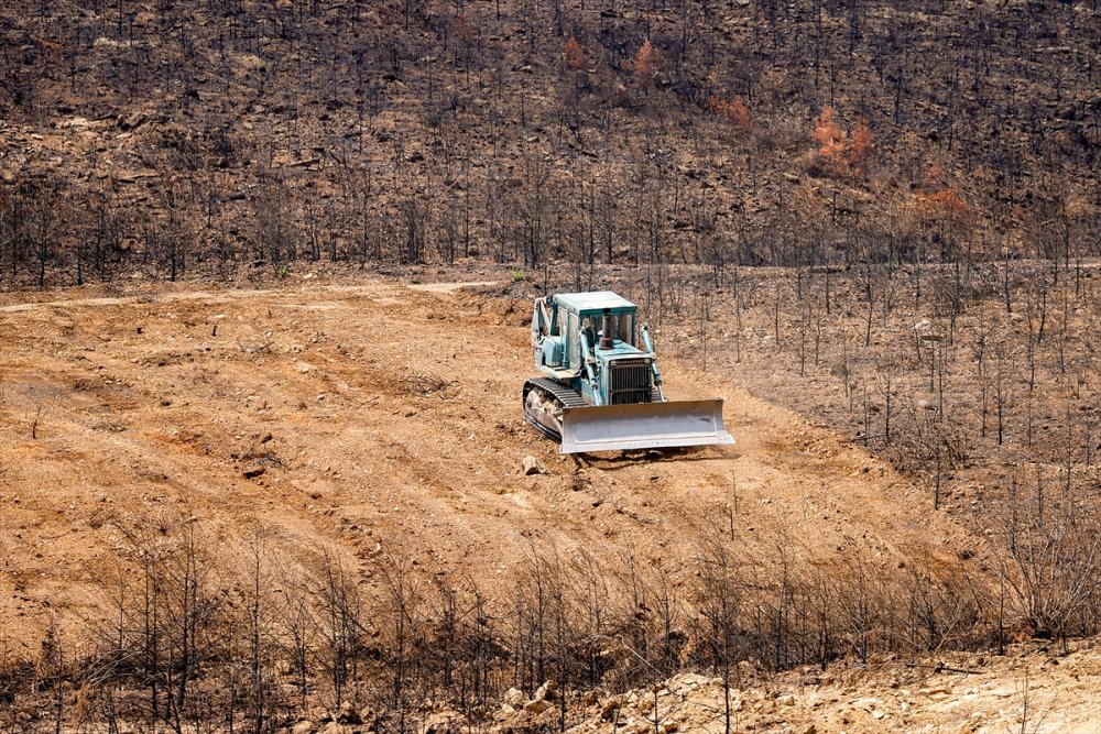 Antalya'da Yanan Ormanlar 100 Milyon Fidanla Yeniden Yeşerecek
