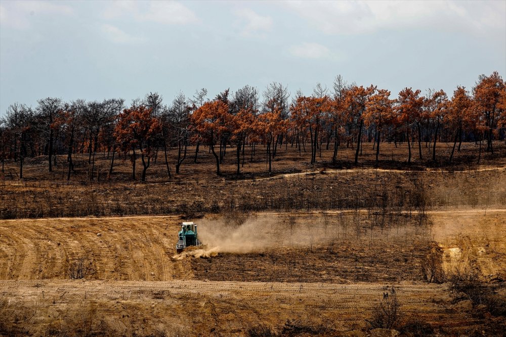 Antalya'da Yanan Ormanlar 100 Milyon Fidanla Yeniden Yeşerecek