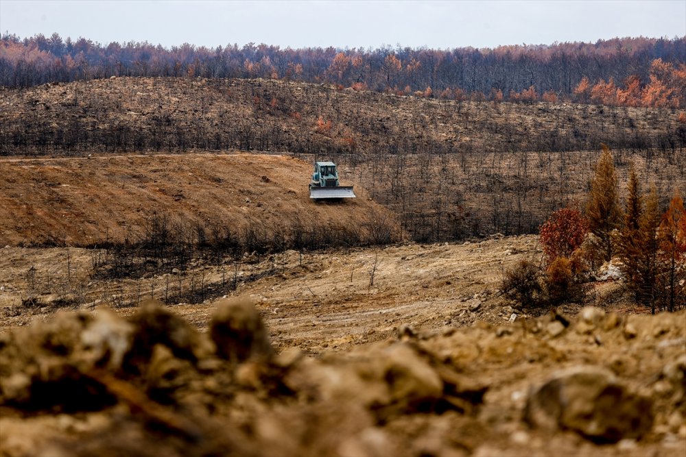 Antalya'da Yanan Ormanlar 100 Milyon Fidanla Yeniden Yeşerecek