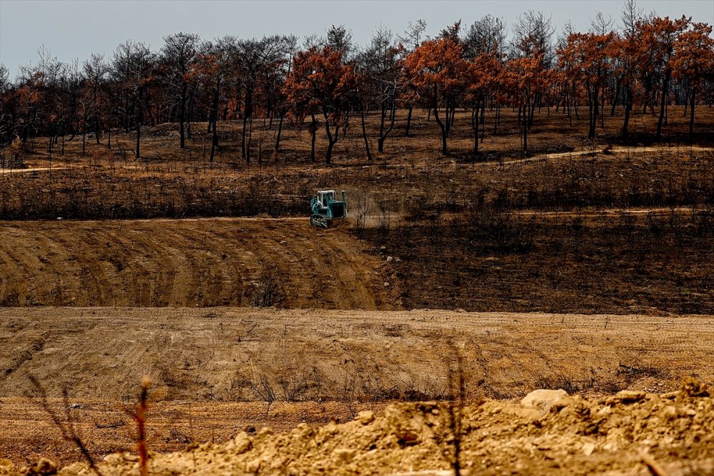 Antalya'da Yanan Ormanlar 100 Milyon Fidanla Yeniden Yeşerecek