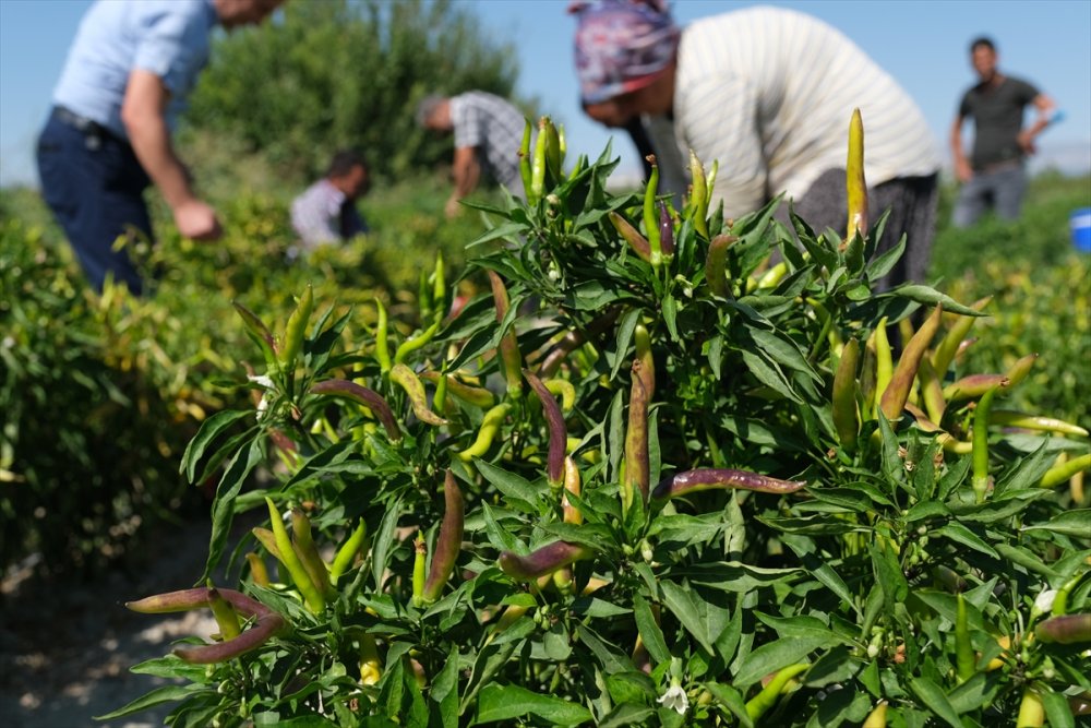 Mut'ta Yetiştirilen Biberden Elde Edilen Turşuya İlgi Artıyor