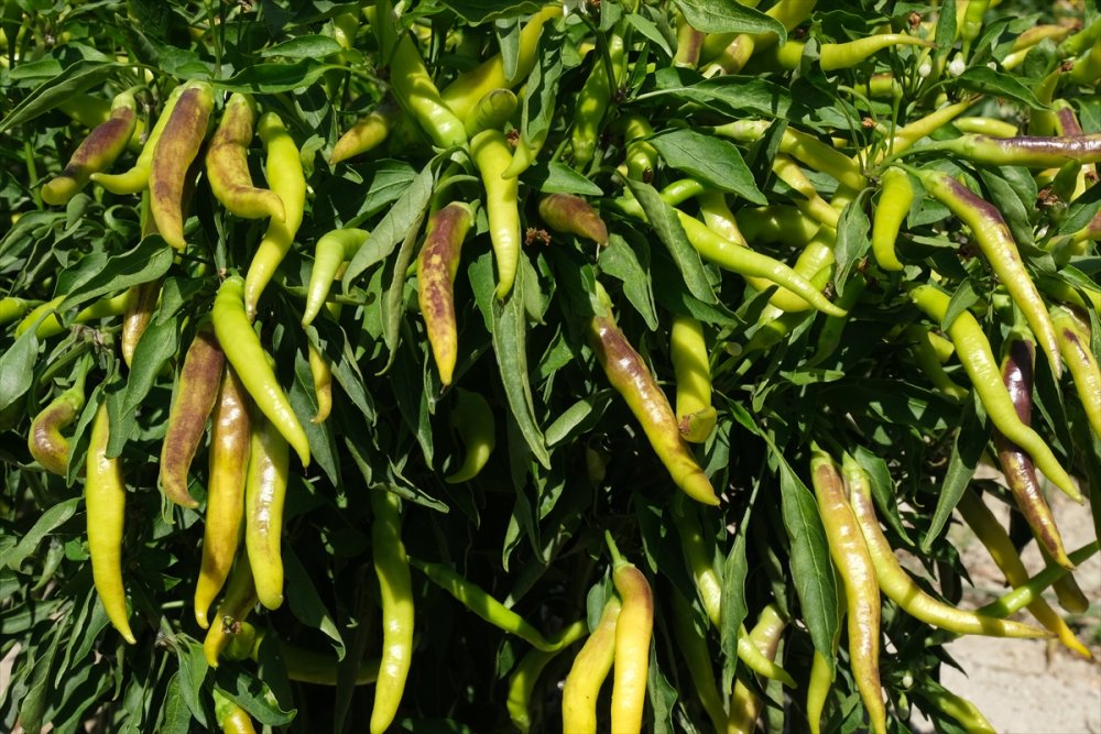 Mut'ta Yetiştirilen Biberden Elde Edilen Turşuya İlgi Artıyor