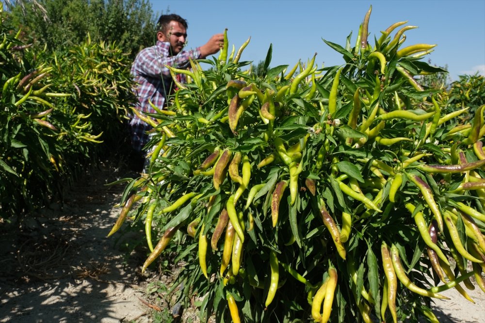 Mut'ta Yetiştirilen Biberden Elde Edilen Turşuya İlgi Artıyor