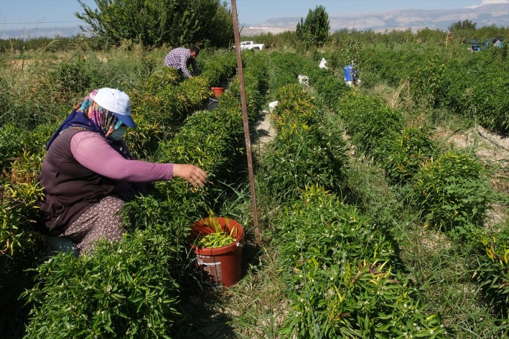 Mut'ta Yetiştirilen Biberden Elde Edilen Turşuya İlgi Artıyor