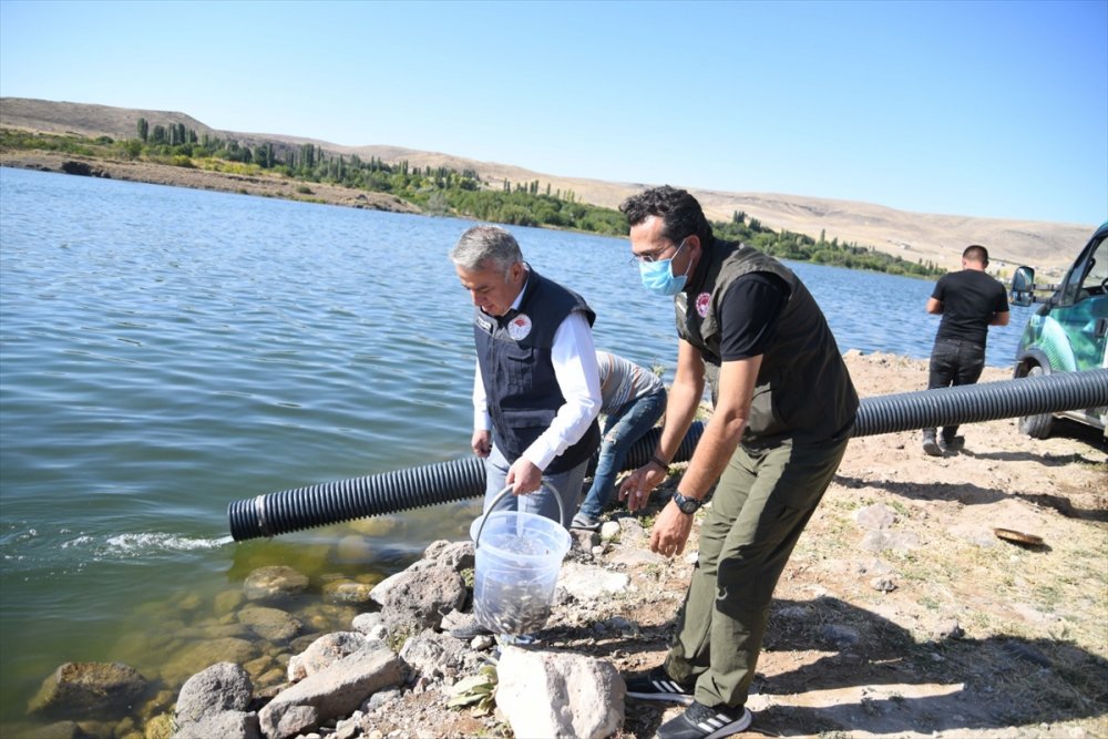 Kayseri'de 13 Göl Ve Gölete 678 Bin Yavru Balık Salındı