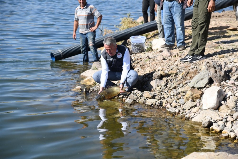 Kayseri'de 13 Göl Ve Gölete 678 Bin Yavru Balık Salındı