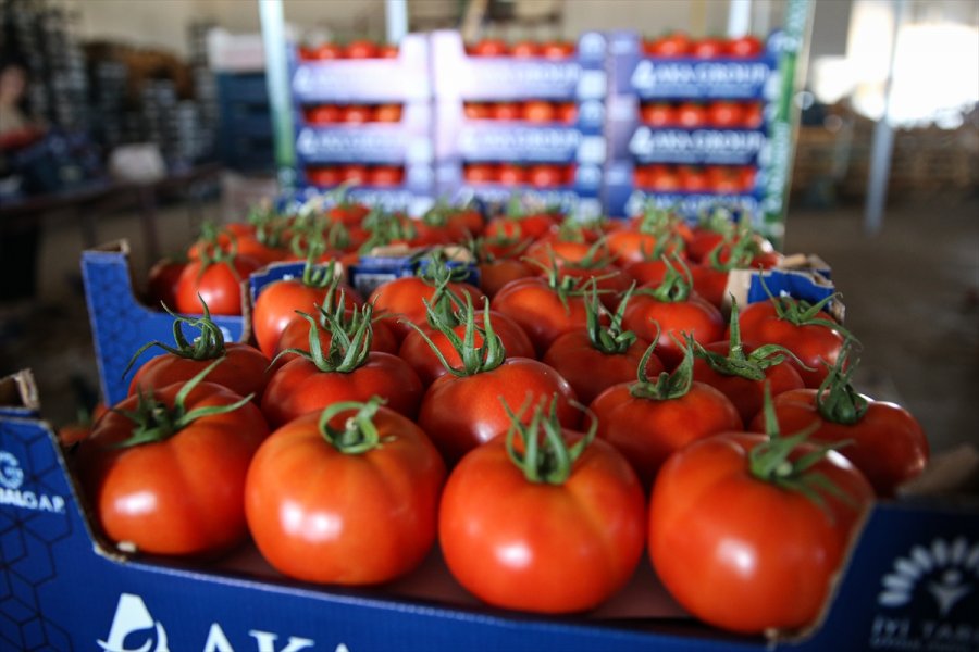 Seralarda Yetişen Domates Ve Biber 45 Ülkede Sofralara Taşınıyor