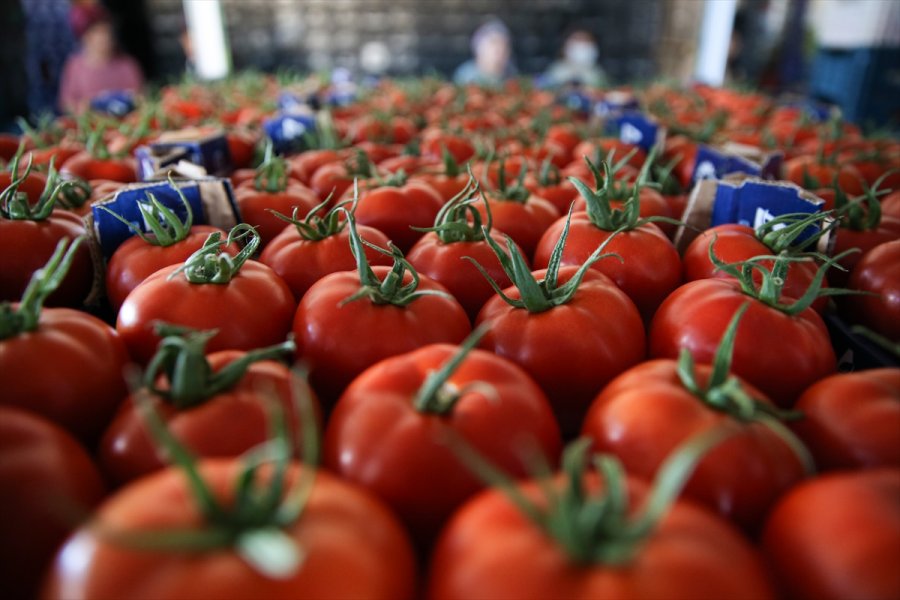 Seralarda Yetişen Domates Ve Biber 45 Ülkede Sofralara Taşınıyor