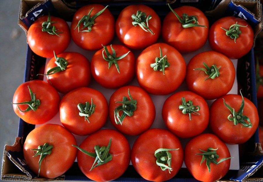 Seralarda Yetişen Domates Ve Biber 45 Ülkede Sofralara Taşınıyor